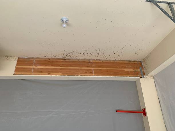 Best Mold Removal for HVAC Installations  in USA